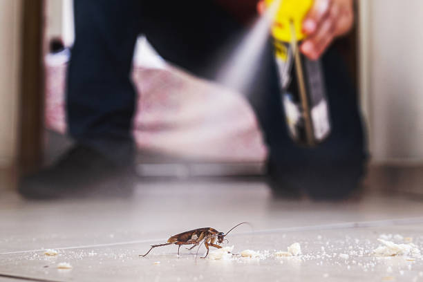 Best Flea Control Services  in Stlman Valley, IL