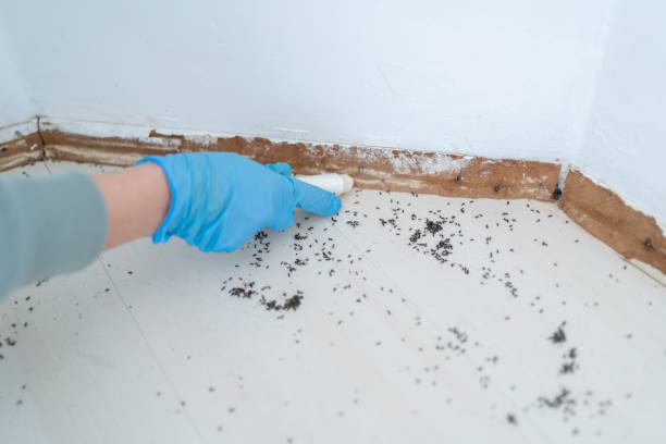 Best Termite Control Services  in Stlman Valley, IL